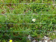 Scentless Chamomile Flower