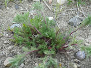 Scentless Chamomile Seedling