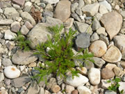 Scentless Chamomile Seedling