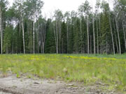 Tall Buttercup Field